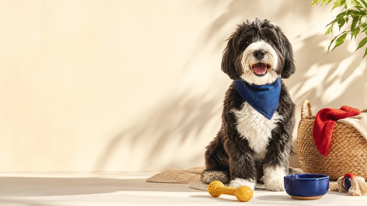 Happy dog enjoying everyday life